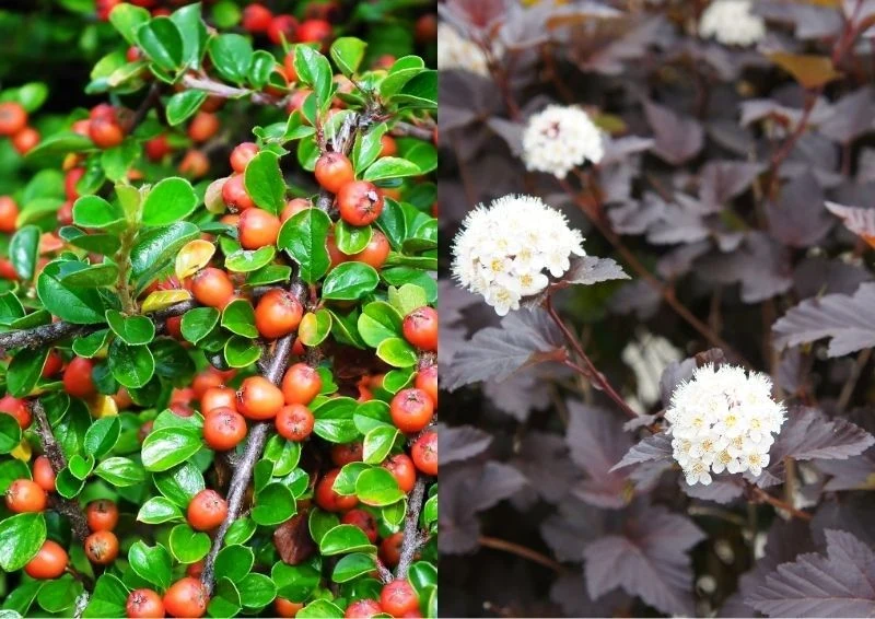 Irga Dammera i pęcherznica kalinolistna imponująco prezentują się w żywopłocie. Fot. MrGajowy3/skymoon13