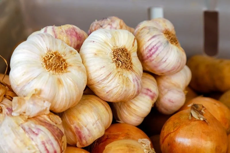 Czosnek jest chętnie uprawiany przez ogrodników. Ma właściwości, które okazują się przydatne w pielęgnacji ogrodu.