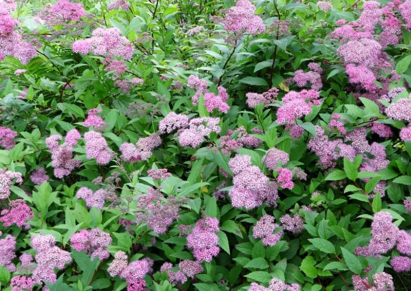 Tawuła japońska idealnie nadaje się do żywopłotu i kwitnie na różowy kolor.