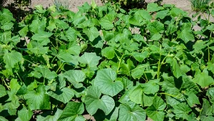 Jak zapobiegać mączniakowi prawdziwemu na ogórkach? Stosuj naturalne opryski.