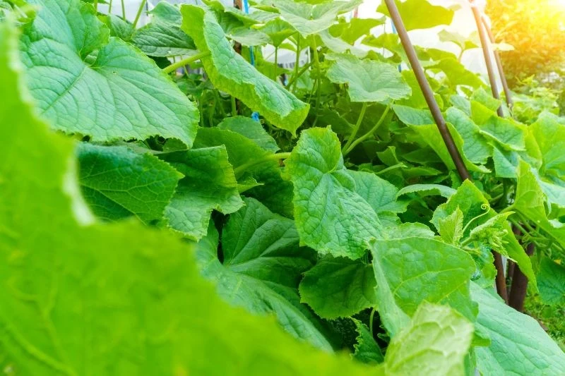 Podstawą walki z mączniakiem prawdziwym na ogórkach jest profilaktyka