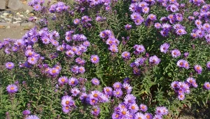 Aster nowoangielski pięknie kwitnie i dodaje koloru w jesiennym ogrodzie. Fot. apugach/Canva Pro