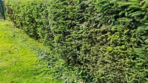 Poznaj najważniejsze zasady letniego cięcia żywopłotów.