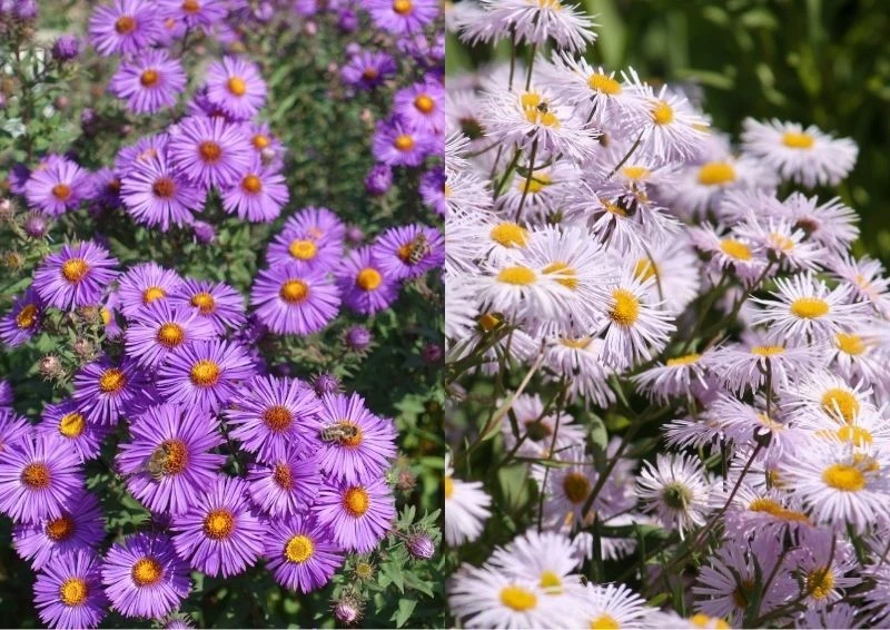 Aster nowoangielski w dwóch odmianach, cudnie upiększy twój ogród jesienią.