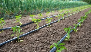 Jakie są wady i zalety nawadniania kropelkowego roślin?