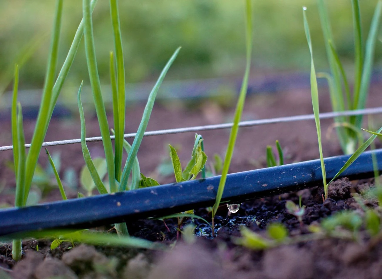 System kropelkowy powoli i stopniowo nawadnia rośliny, nie powodując ich przelania