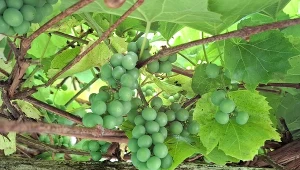 Nie ignoruj swojej winorośli, odrobina pracy i będzie pięknie owocować./Deccoria.pl