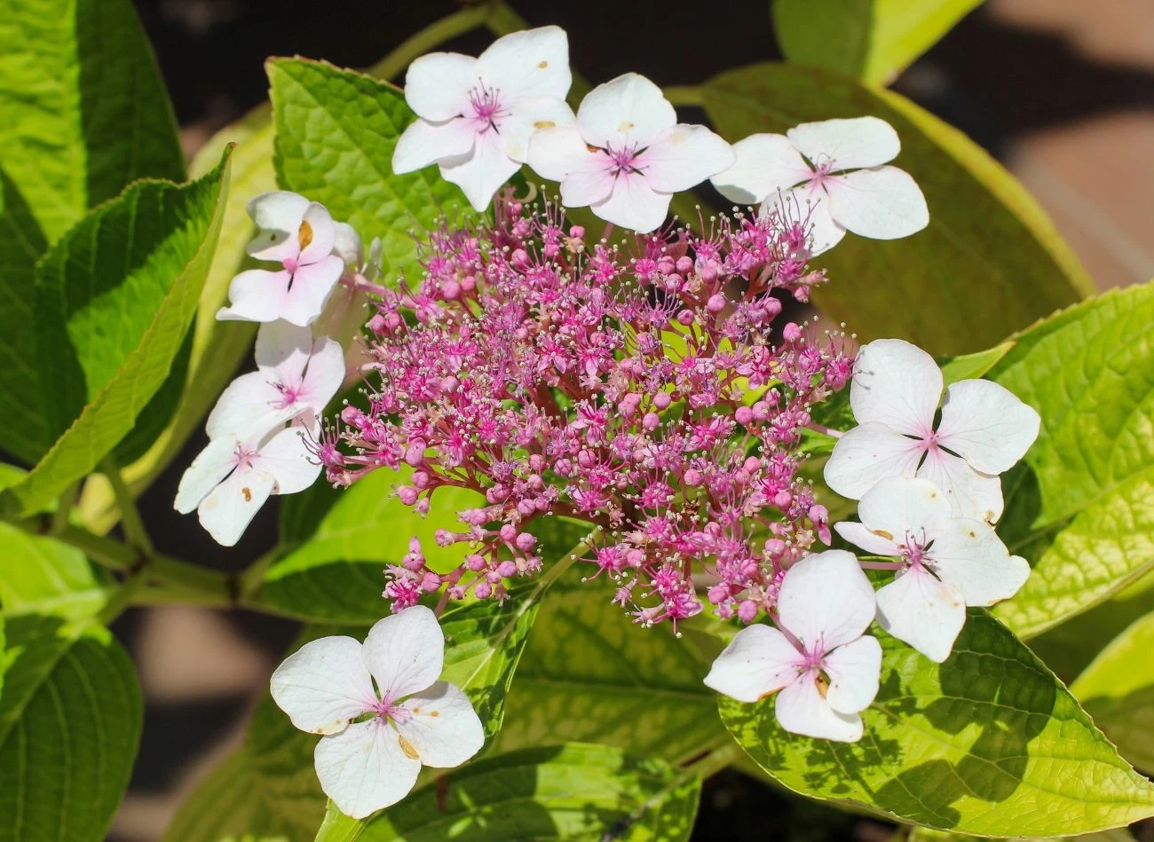 Kwiatostany hortensji omszonej składają się z dwóch typów kwiatów – płodnych w środku i płonnych na zewnątrz
