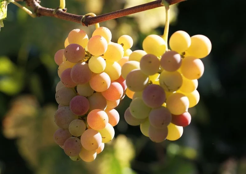 Dojrzewająca winorośl potrzebuje nieco uwagi, by bogato owocowała.