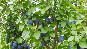 Śliwa Lubaszka latem potrafi obciążyć gałęzie tak mocno, że młodsze lub cieńsze pędy zaczynają się uginać, a nawet łamać.