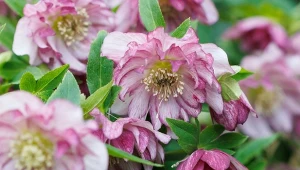 Ciemierniki zdobią ogród kolorowymi kwiatami, kiedy inne rośliny są jeszcze w fazie zimowego spoczynku.