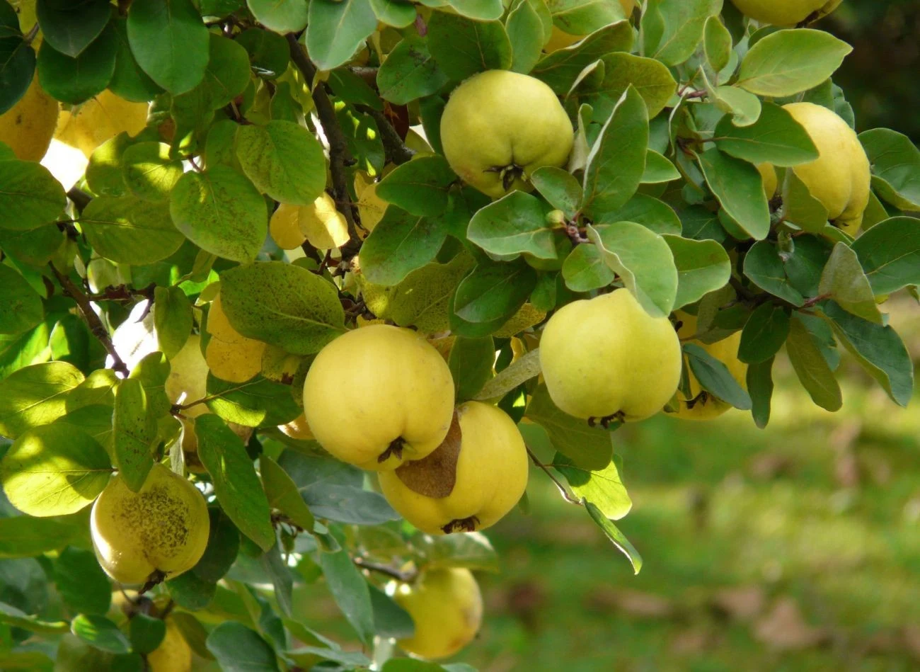 W sierpniu, gdy owoce pigwy zaczynają zmieniać barwę z zielonej na złocistą, warto skrócić pędy do 2–3 węzłów.