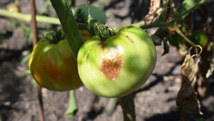 Patogeny powodujące zarazę ziemniaczaną na pomidorach długo pozostają w glebie.