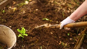 Prawidłowe przygotowanie pryzmy kompostowej pozwala przyspieszyć kompostowanie. Jak powinna wyglądać pryzma kompostowa?