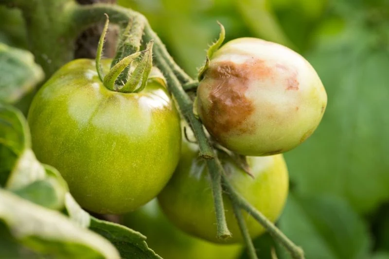 Jak zregenerować glebę po pomidorach z zarazą ziemniaczaną
