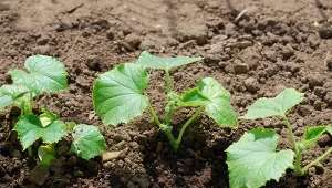 Jeszcze można posadzić ogórki na jesienny zbiór. Jak to zrobić?