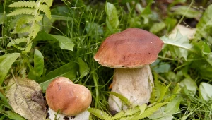 Grzyby leśne możesz hodować w ogrodzie niczym warzywa, trzeba się tylko uzbroić w cierpliwość. Fot. Lietuvis1/Canva Pro