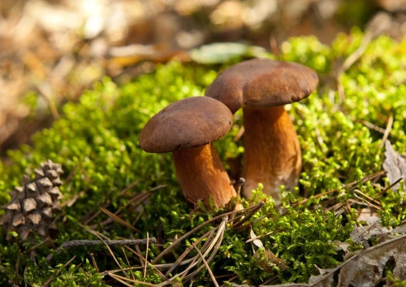 Grzyby wymagają sąsiedztwa drzew, żeby stworzyć z nimi symbiozę — mikoryzę