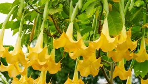 Jak uprawiać daturę, by długo i obficie kwitła?