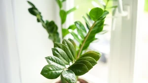 Jak skutecznie rozmnożyć zamiokulkasa?