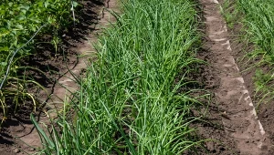 Liście cebuli i czosnku często żółkną. Jakie są tego przyczyny?