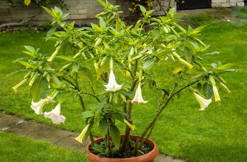Datura jest zjawiskową, ale wymagającą rośliną