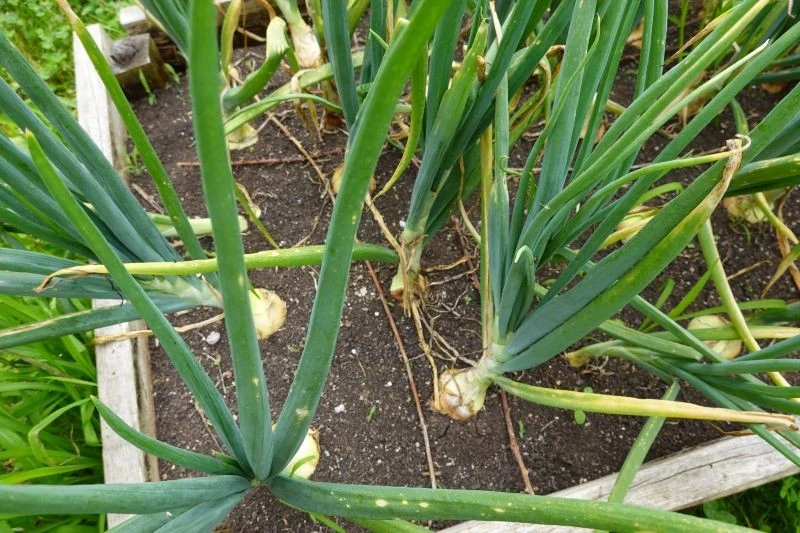 Żółknięcie liści cebuli lub czosnku nie zawsze jest powodem do niepokoju