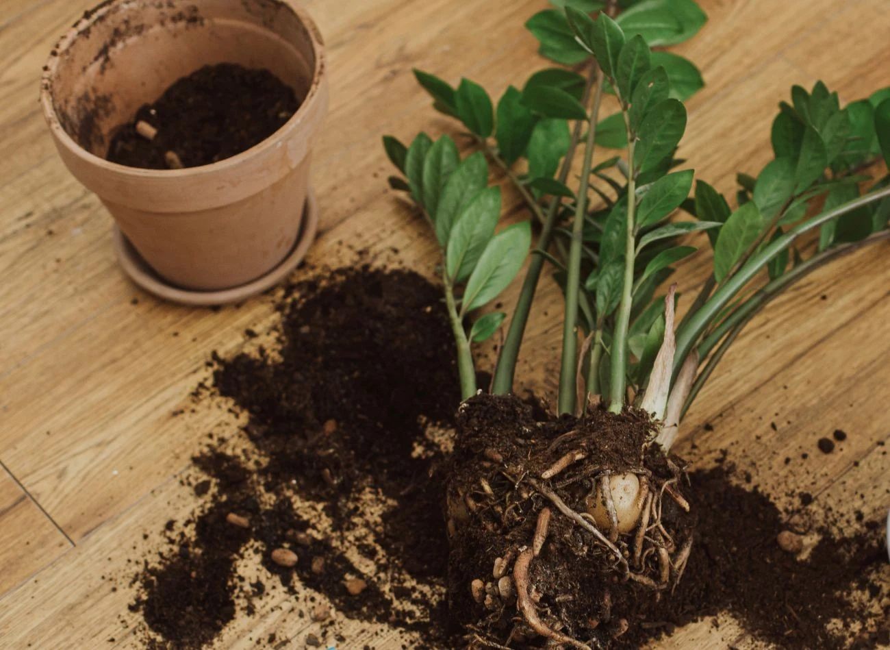 Rozmnażanie zamiokulkasa poprzez podział kłącza jest najprostszą i najszybszą metodą na uzyskanie nowych sadzonek z jednej rośliny