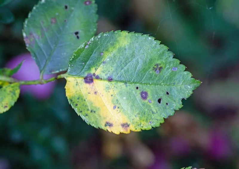 Liść róży zaatakowany przez czarną plamistość.