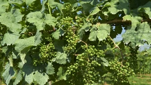 Jak chronić winorośl przed mączniakiem?