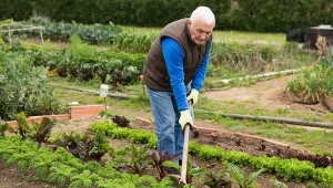 Jak poprawić żyzność gleby w warzywniku po zbiorach?