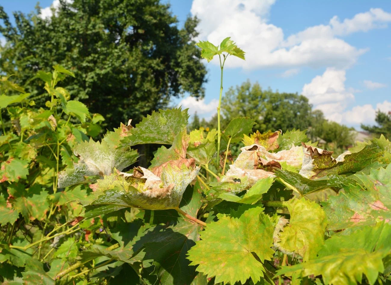 Pierwszym krokiem wali z mącznikiem powinno być usunięcie wszystkich zainfekowanych części winorośli.