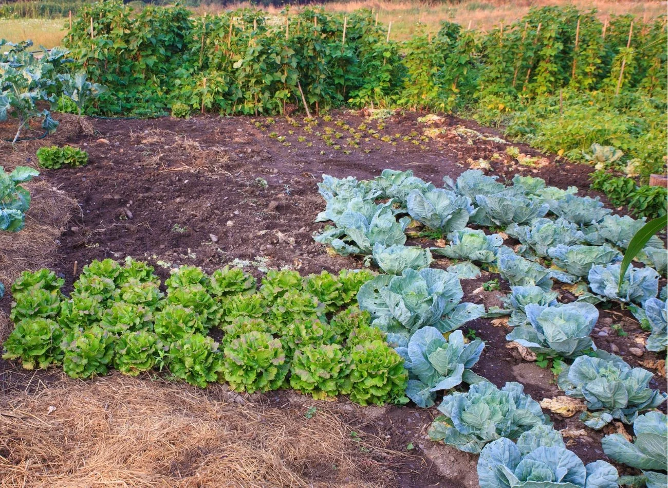 Intensywna uprawa warzyw może prowadzić do osłabienia jakości gleby w warzywniku