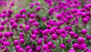 Gomfrena to łatwa w uprawie roślina jednoroczna, która kwitnie do pierwszych przymrozków.