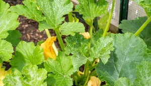 Cukinia słabo kwitnie i owocuje?  To nie choroba, wystarczy jeden zabieg, by podwoiła plony