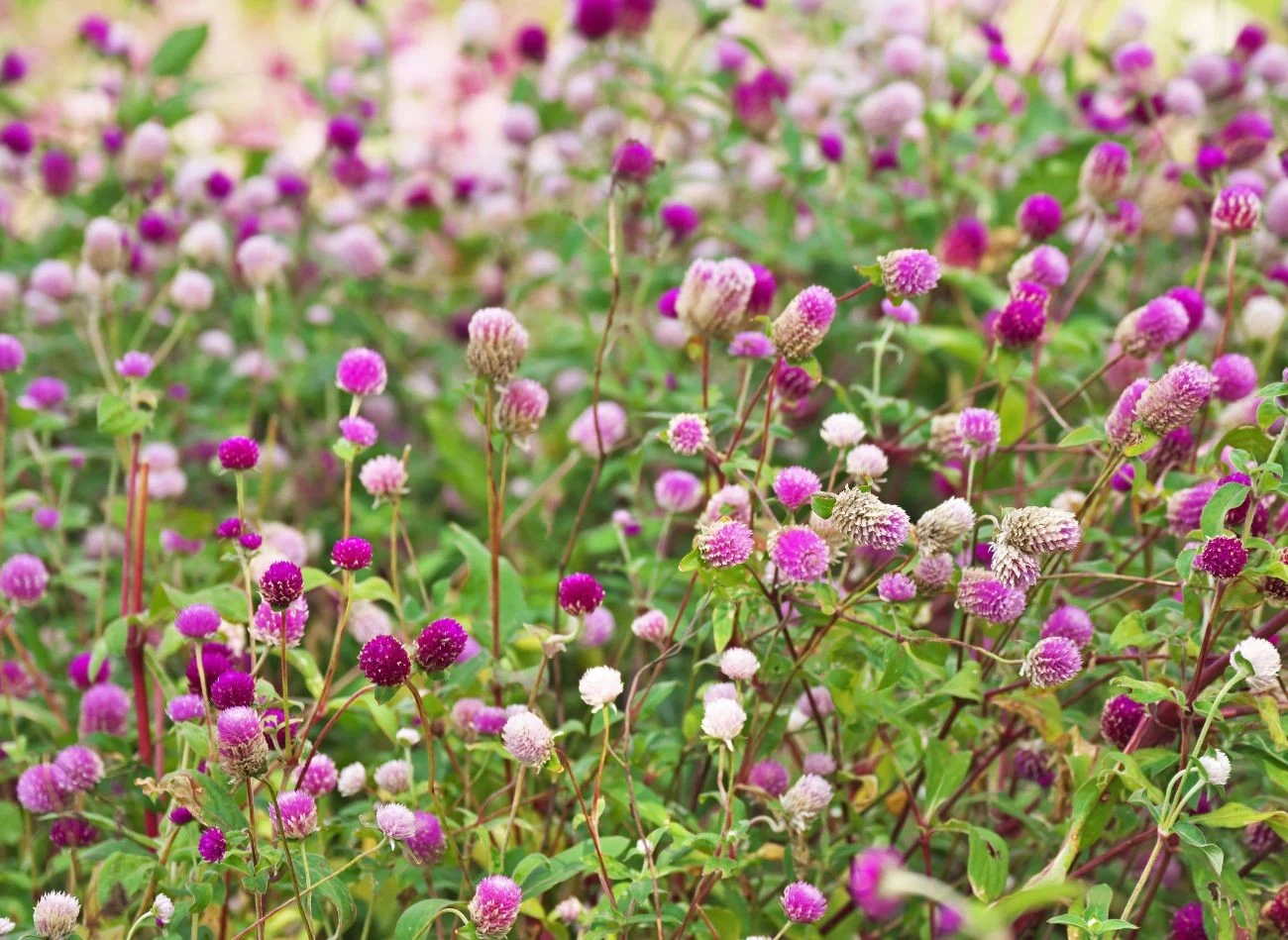 W zależności od gatunku i odmiany, kwiaty gomfreny mogą mieć różne odcienie różu, fioletu i purpury