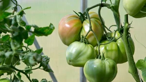 Czym nawozić pomidory w sierpniu?