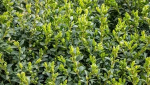 Żeby skutecznie walczyć z ćmą bukszpanową, trzeba znać cykl jej życia.