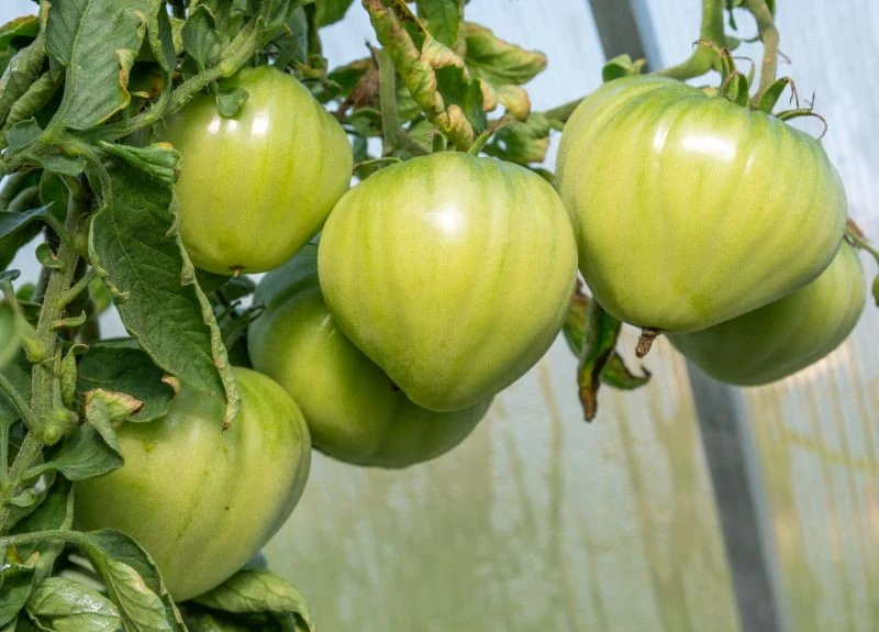 Naturalne nawozy poprawią walory smakowe pomidorów z ogrodu