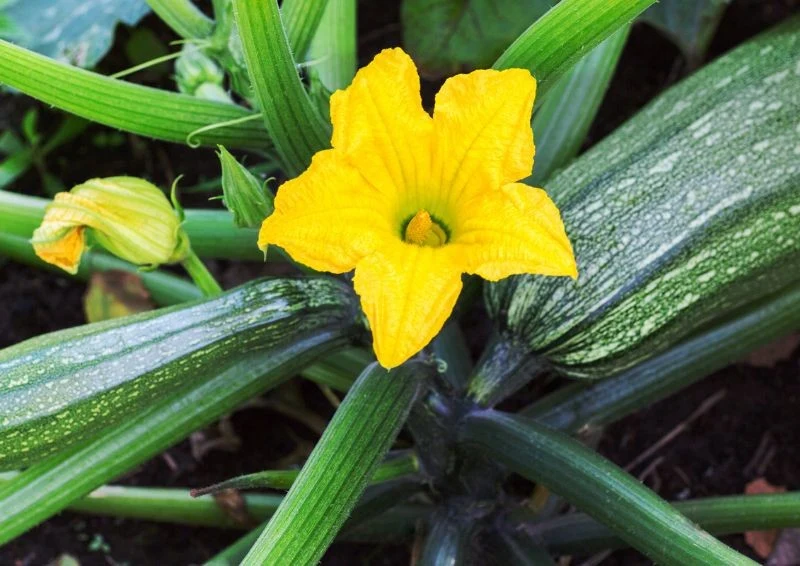 Liście cukinii przykrywające kwiaty, sprawiają, że roślina będzie słabiej owocować