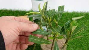 W jaki sposób i kiedy rozmnożyć oleandra?