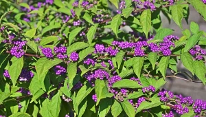 Kiedy pięknotka wygląda najładniej?