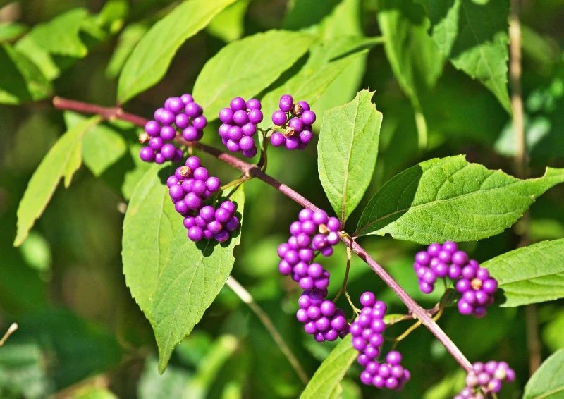 Pięknotka jesienią obsypuje się fioletowymi owocami i robi ogromne wrażenie