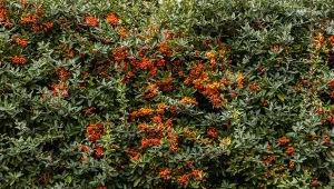 Ognik szkarłatny jest niezwykle dekoracyjnym i odpornym krzewem ciernistym idealnym na żywopłot.