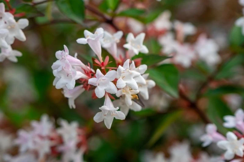 Jakie krzewy ozdobne można sadzić w sierpniu