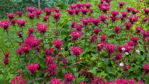 Pysznogłówka wygląda cudownie, a ponadto odstrasza kleszcze i ślimaki.