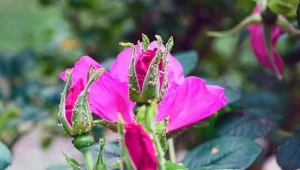 Mszyce atakują różne rośliny w ogrodzie, m.in. chętnie uprawiane róże.