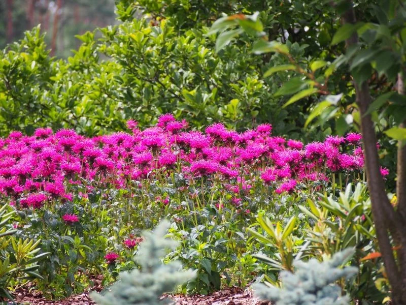 W Polsce pysznogłówka występuje w różnych odmianach
