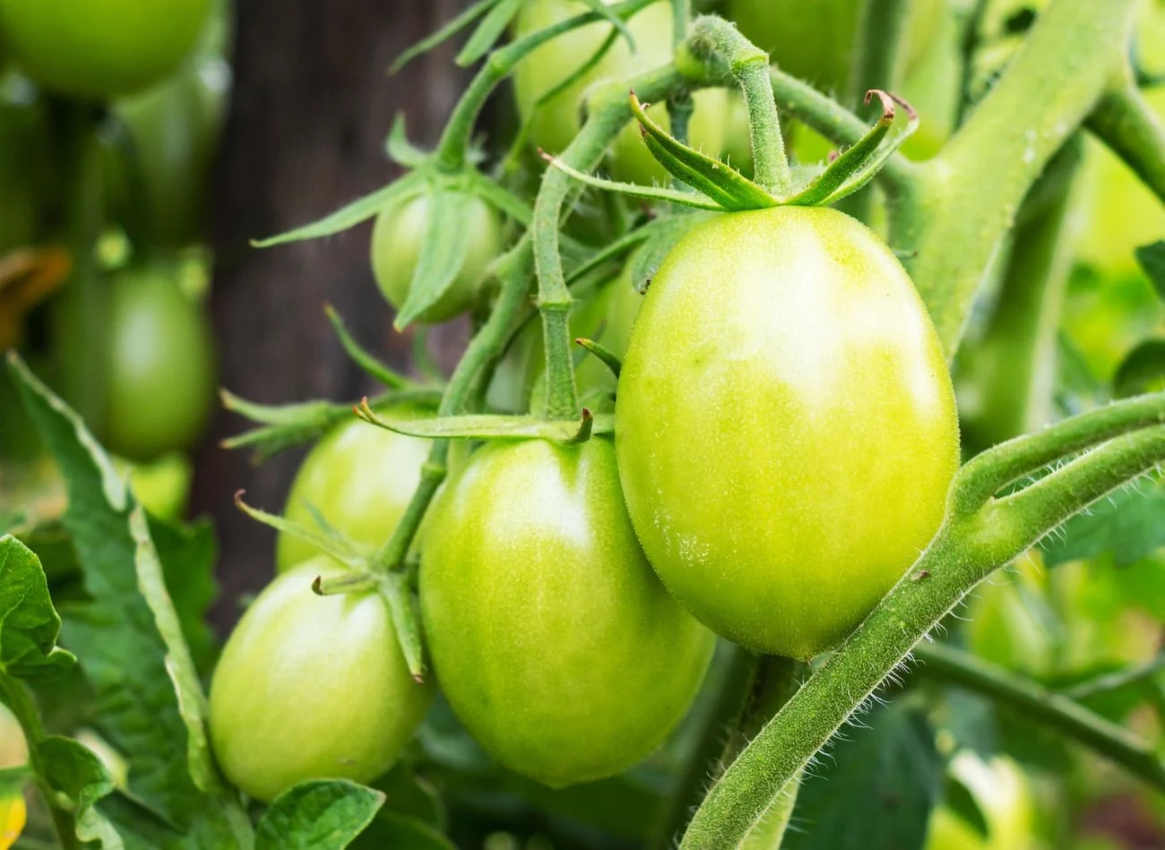 Odżywka z bananów i drożdży to naturalny biostymulator wzrostu i plonowania pomidorów.