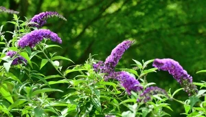 Najważniejsze cięcie budlei Dawida musi zostać przeprowadzone wiosną. Co zrobić, gdy się o nim zapomniało?